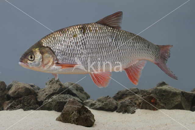 Orfe (Leuciscus idus)