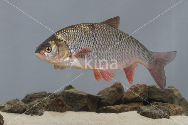 Orfe (Leuciscus idus)