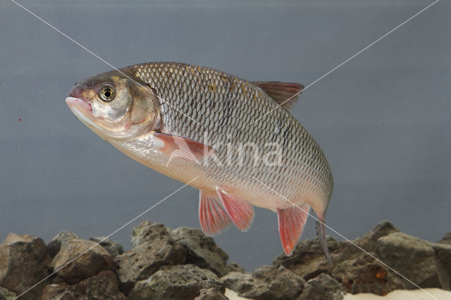 Orfe (Leuciscus idus)