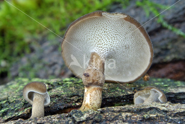 Winterhoutzwam (Polyporus brumalis)