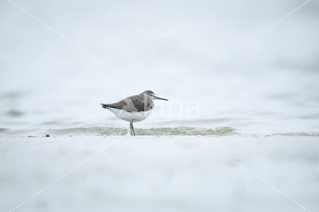 Green Sandpiper (Tringa ochropus)