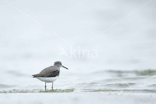 Green Sandpiper (Tringa ochropus)