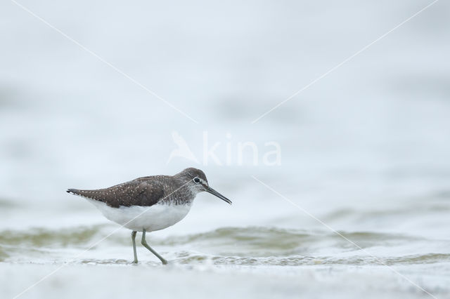 Green Sandpiper (Tringa ochropus)