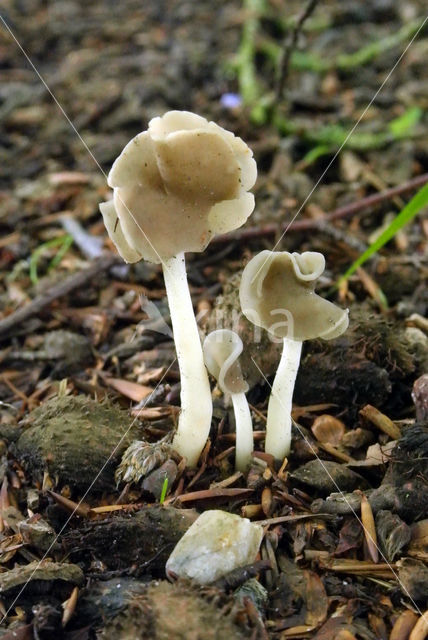 Witstelige zadelkluifzwam (Helvella latispora)