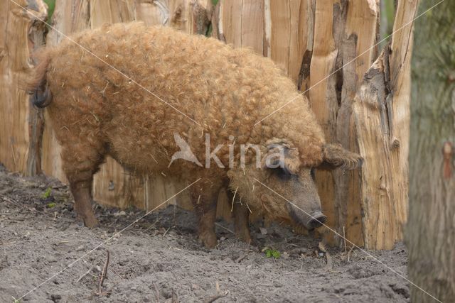 Wooly pig