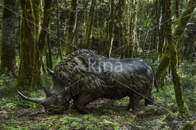 Woolly rhinoceros (Coelodonta antiquitatis)