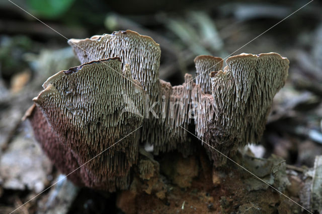 Phellodon confluens