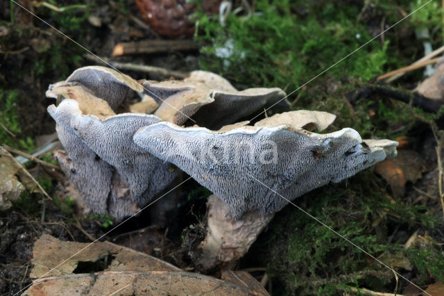 Wollige stekelzwam (Phellodon confluens)