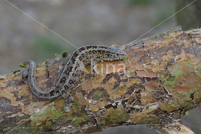 Zandhagedis (Lacerta agilis)