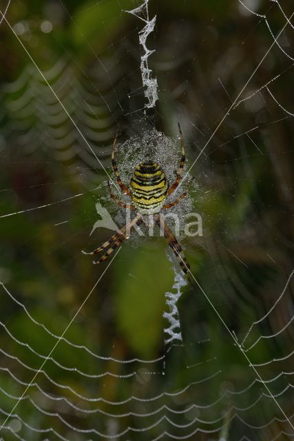 wasp spider (Argiope bruennichi)
