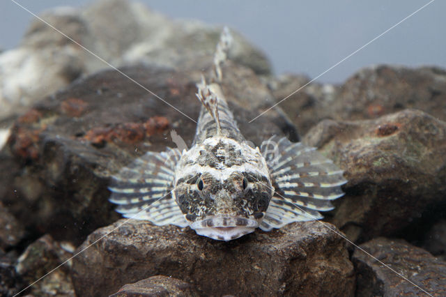 Zeedonderpad (Myoxocephalus scorpius)