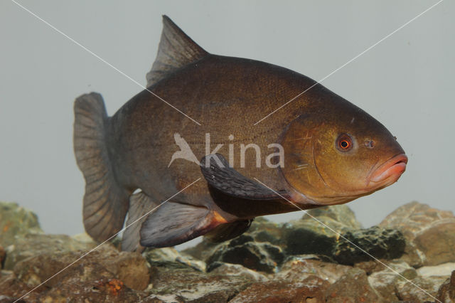 Tench (Tinca tinca)