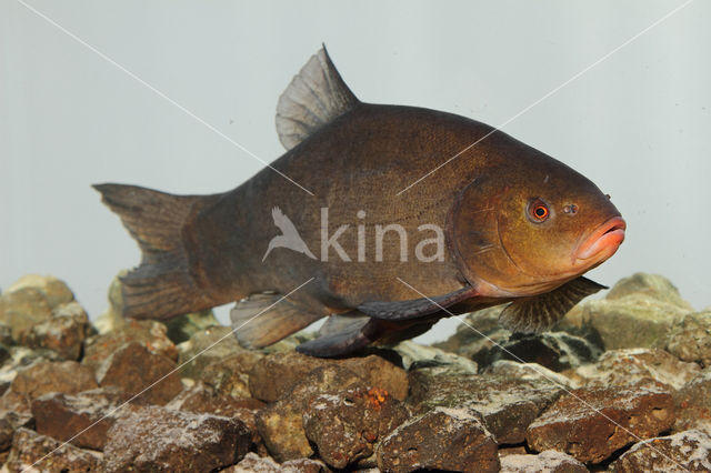 Tench (Tinca tinca)