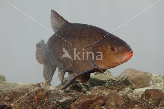 Tench (Tinca tinca)