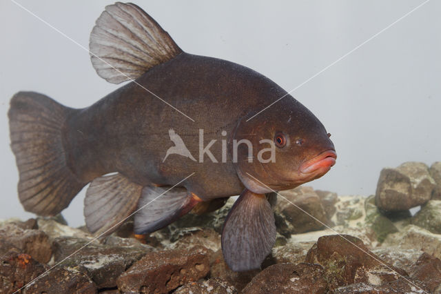 Tench (Tinca tinca)