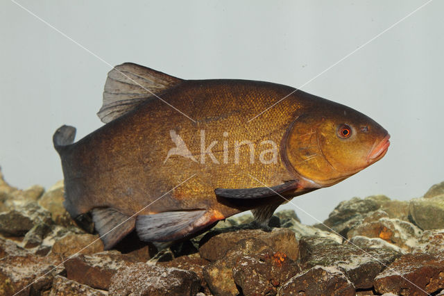 Tench (Tinca tinca)