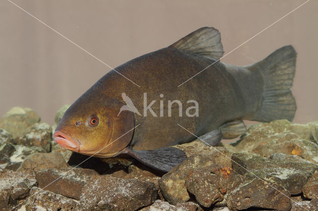 Tench (Tinca tinca)