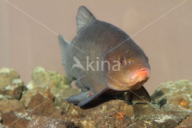 Tench (Tinca tinca)