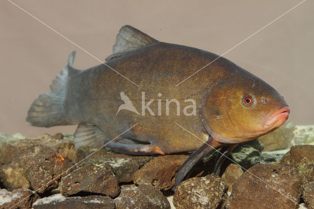 Tench (Tinca tinca)