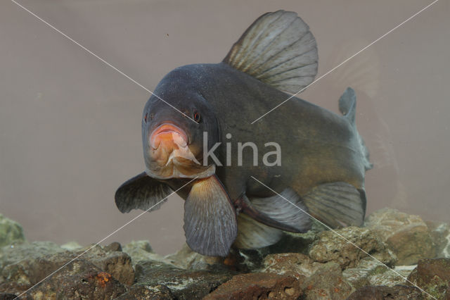 Tench (Tinca tinca)