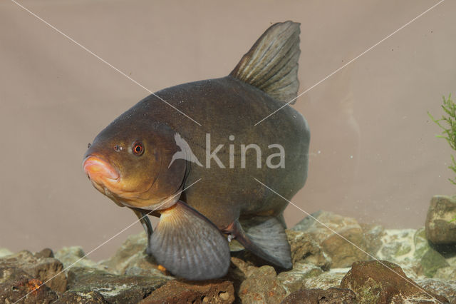 Tench (Tinca tinca)