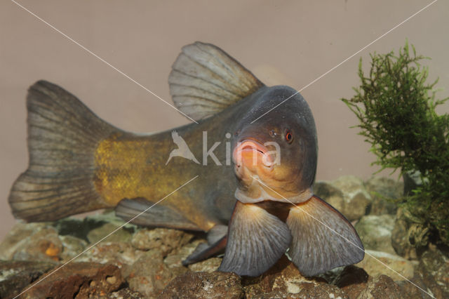 Tench (Tinca tinca)