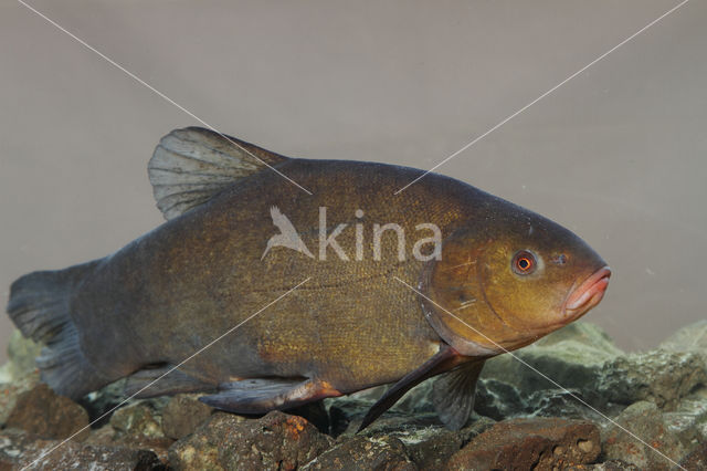 Tench (Tinca tinca)