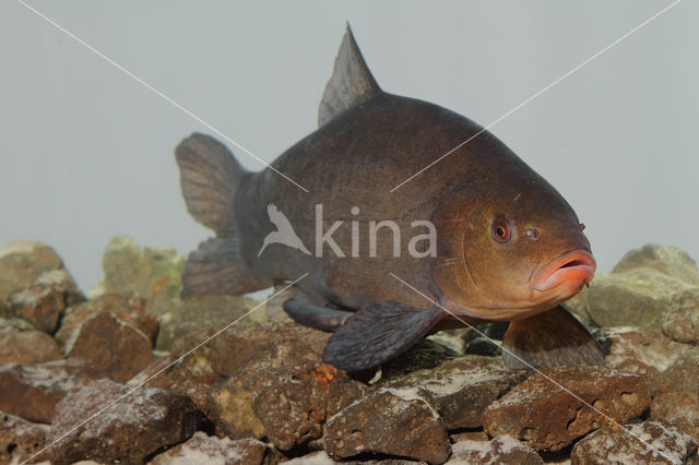 Tench (Tinca tinca)