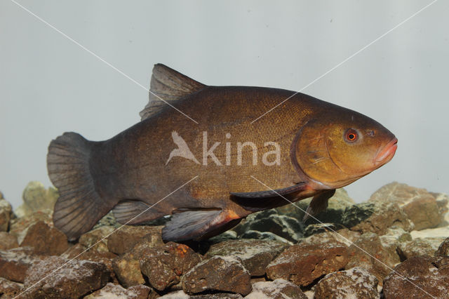 Tench (Tinca tinca)