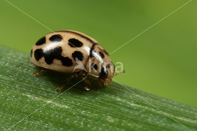 16 spot Ladybird