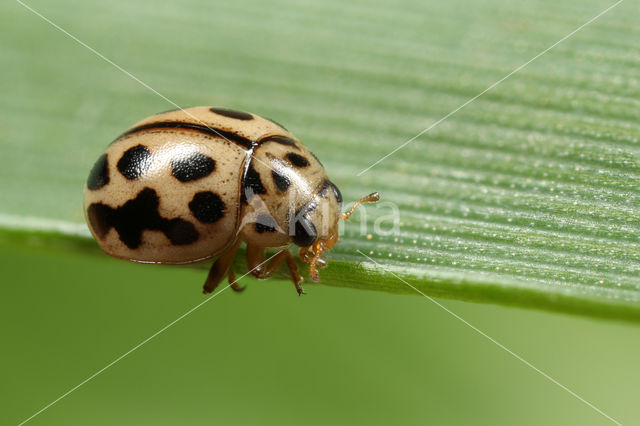 16 spot Ladybird