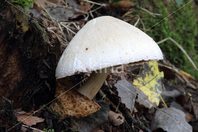 Zijdeachtige beurszwam (Volvariella bombycina)