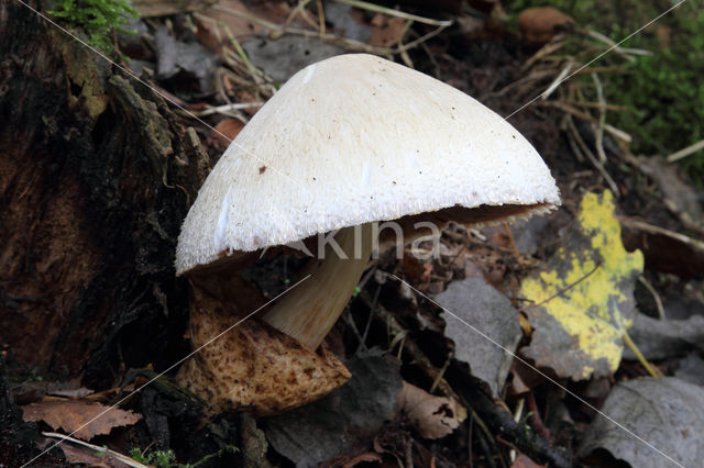 Zijdeachtige beurszwam (Volvariella bombycina)