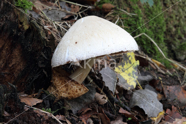 Zijdeachtige beurszwam (Volvariella bombycina)