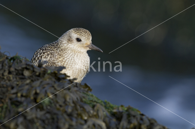 Grey Plover (Pluvialis squatarola)