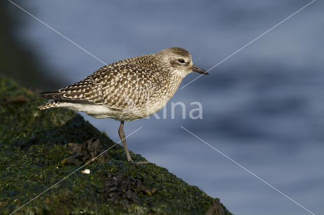 Zilverplevier (Pluvialis squatarola)