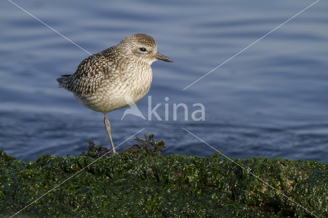 Grey Plover (Pluvialis squatarola)