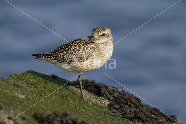 Zilverplevier (Pluvialis squatarola)