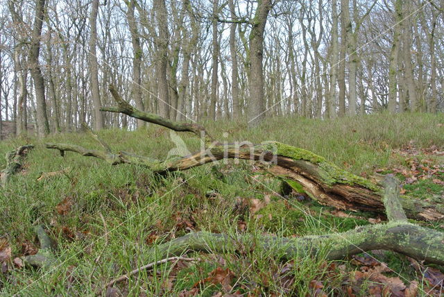 Zomereik (Quercus robur)