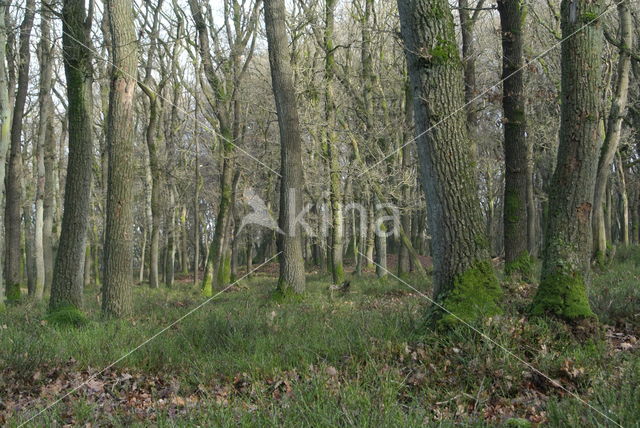 Zomereik (Quercus robur)