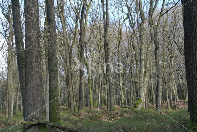 Zomereik (Quercus robur)