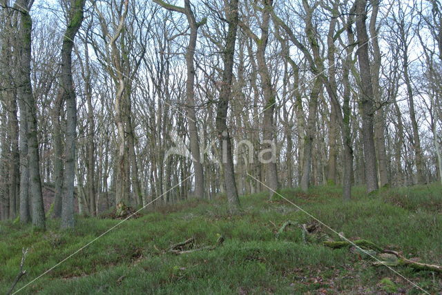 Zomereik (Quercus robur)