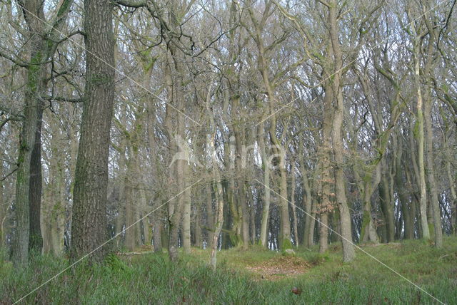 Zomereik (Quercus robur)