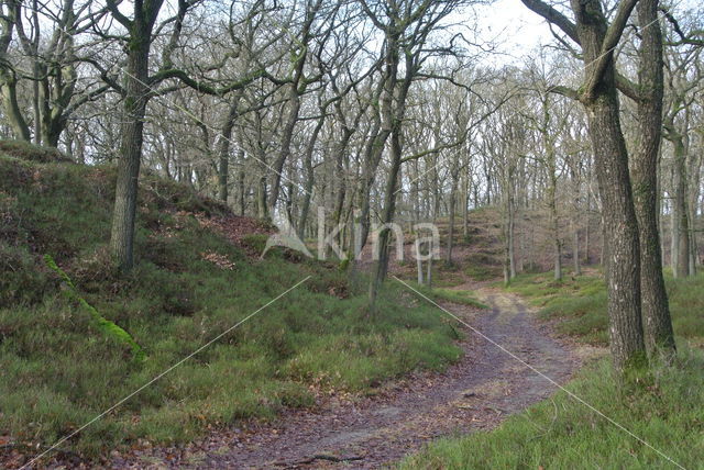 Zomereik (Quercus robur)