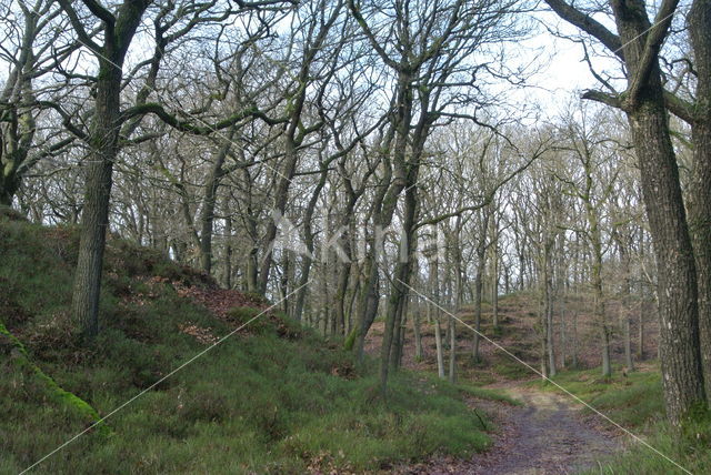 Zomereik (Quercus robur)