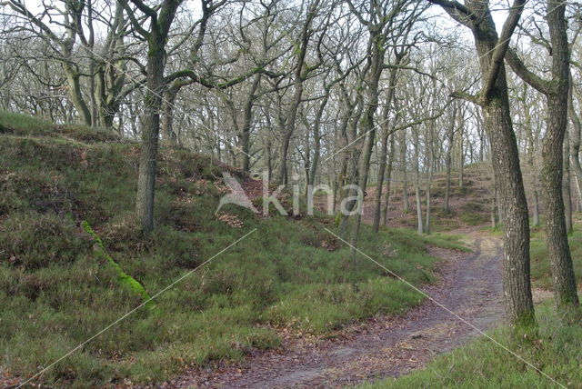 Zomereik (Quercus robur)