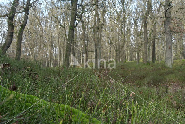 Zomereik (Quercus robur)