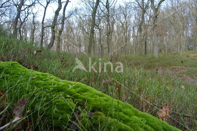 Zomereik (Quercus robur)