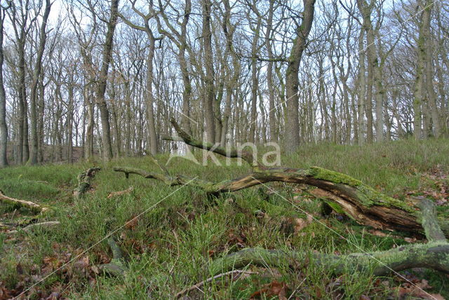 Common Oak