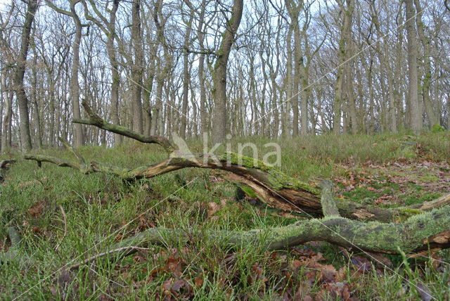 Zomereik (Quercus robur)